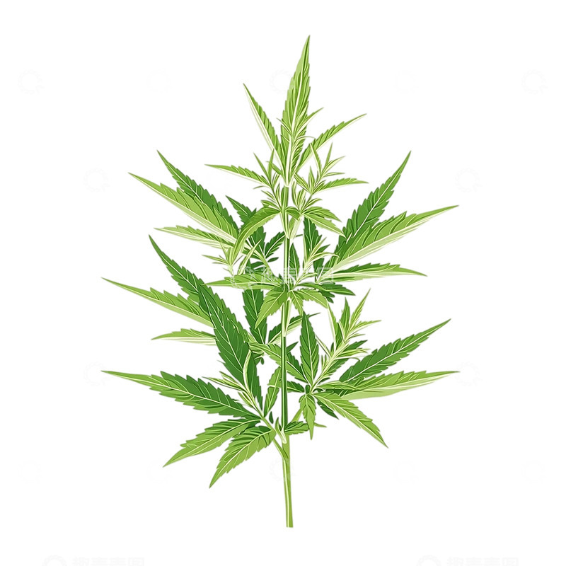 高清大图下载【趣麦麦图】迷幻艾草的繁茂生长奇观