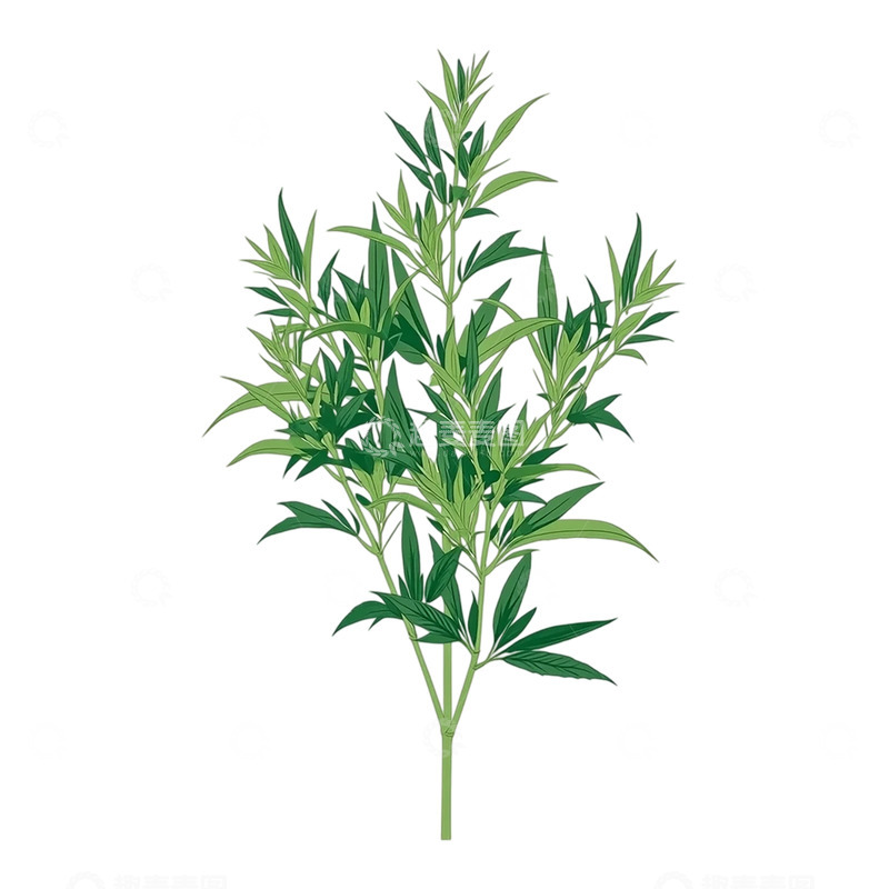 高清大图下载【趣麦麦图】艾草的翠绿芳华细节