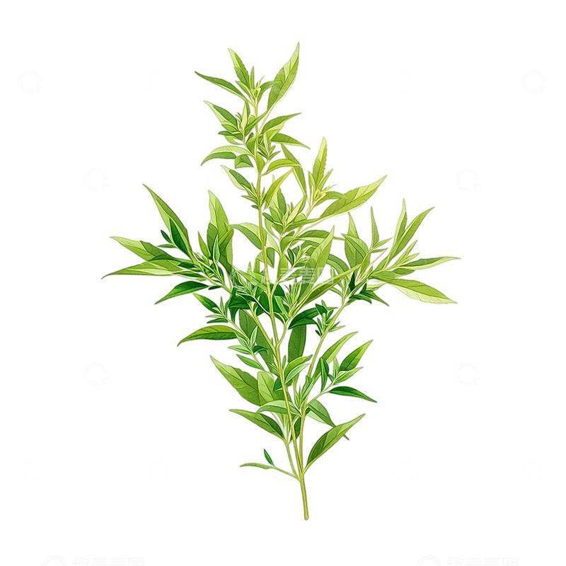 高清大图下载【趣麦麦图】神秘艾草的绿色奇迹