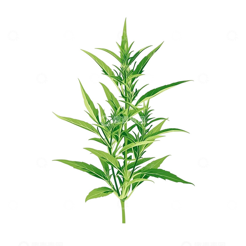 高清大图下载【趣麦麦图】神秘艾草的绿意奇观