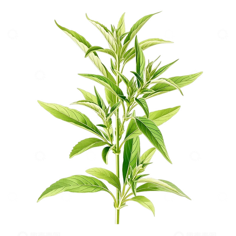 高清大图下载【趣麦麦图】艾草青翠欲滴的生命力