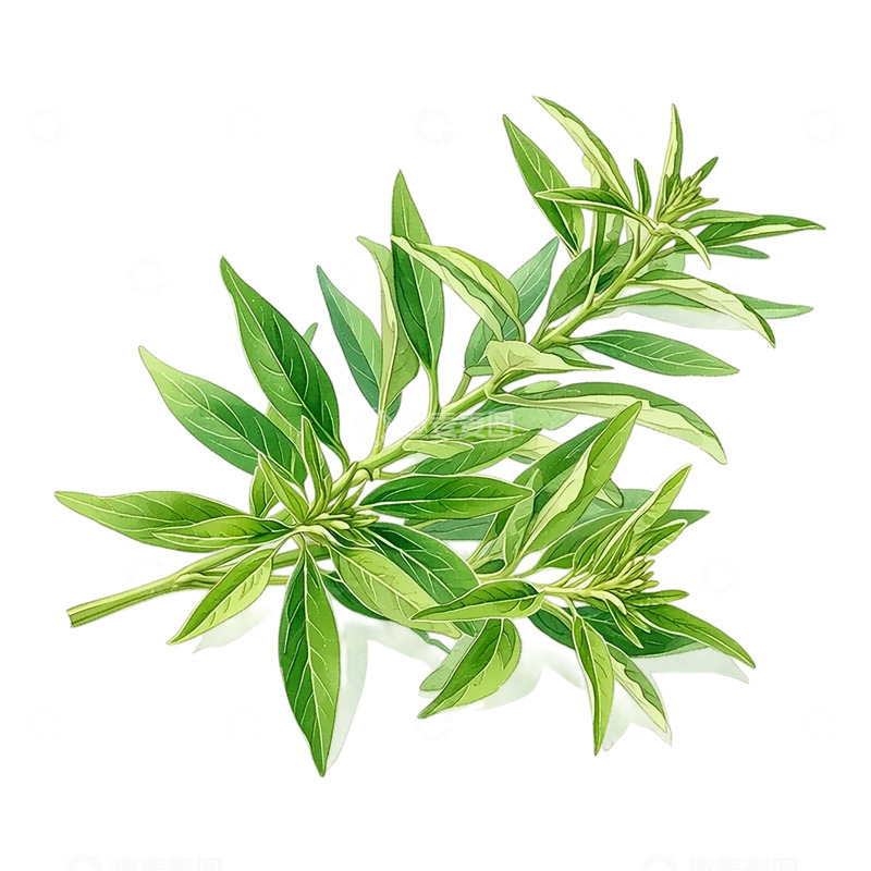 高清大图下载【趣麦麦图】荧光晨曦中的艾草奇迹