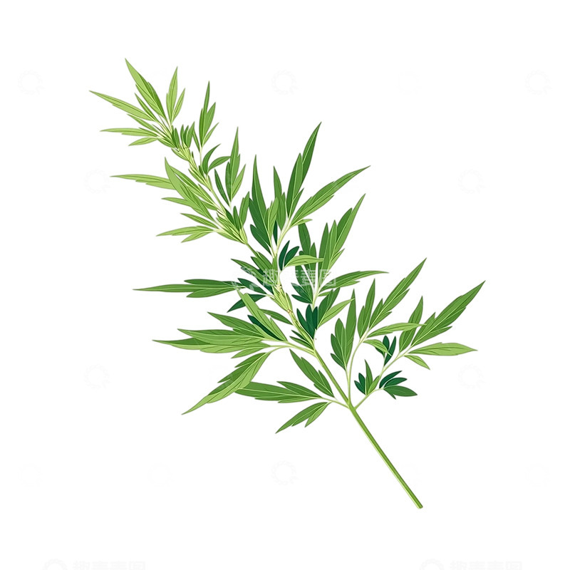 高清大图下载【趣麦麦图】艾草悠然绽放的绿色奇迹