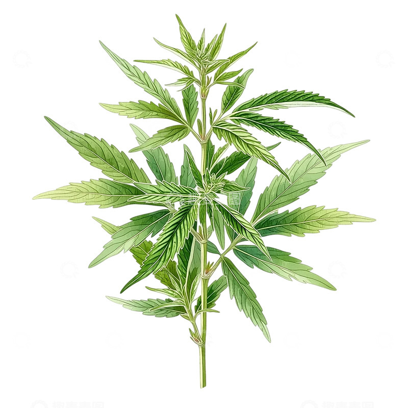 高清大图下载【趣麦麦图】艾草的生命律动与自然之歌