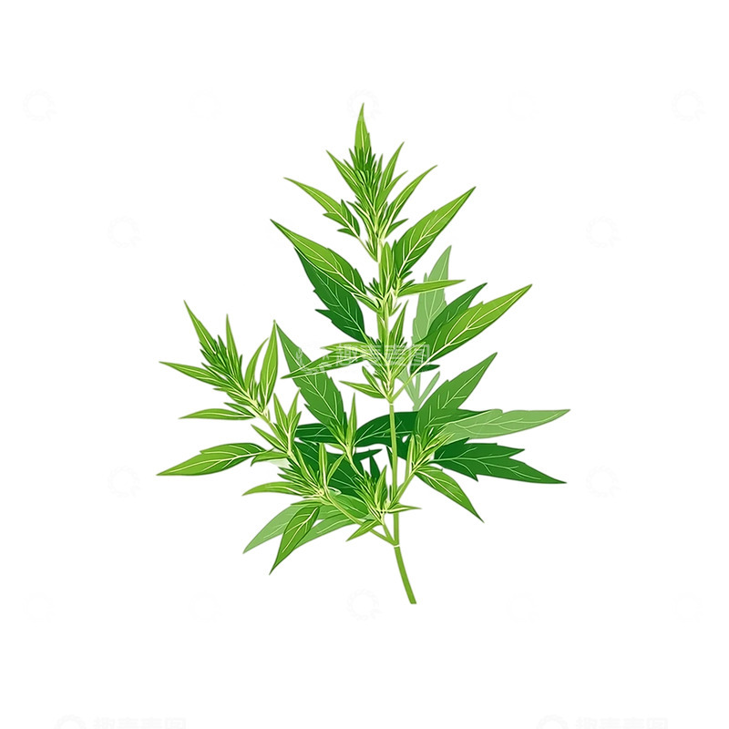 高清大图下载【趣麦麦图】神秘艾草的翠绿盛宴