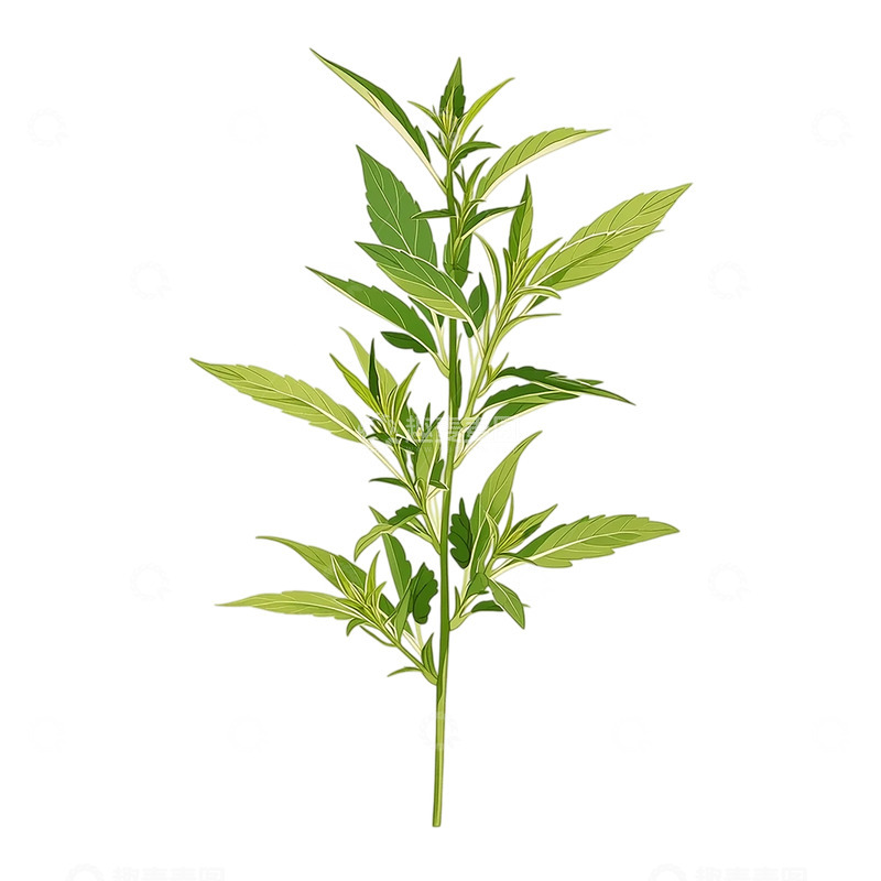 高清大图下载【趣麦麦图】绿意盎然的艾草奇迹