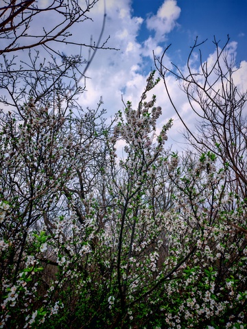 春意盎然花开满园