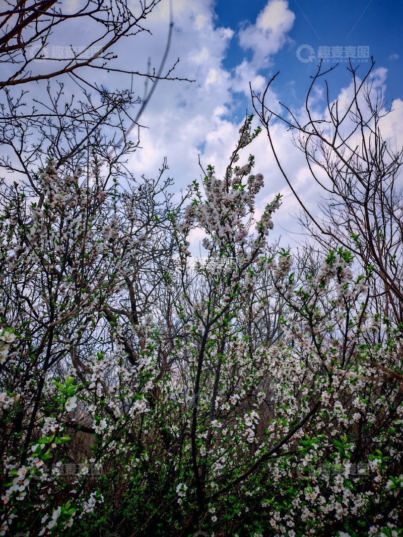高清大图下载【趣麦麦图】春意盎然花开满园