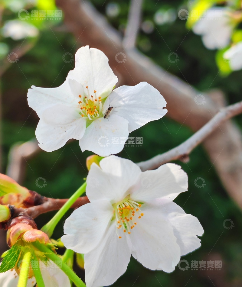 高清大图下载【趣麦麦图】春日白色花朵盛开特写
