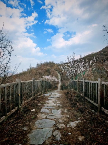 石板桥早春花开自然风光摄影图片