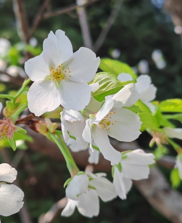 春日白花绽放摄影