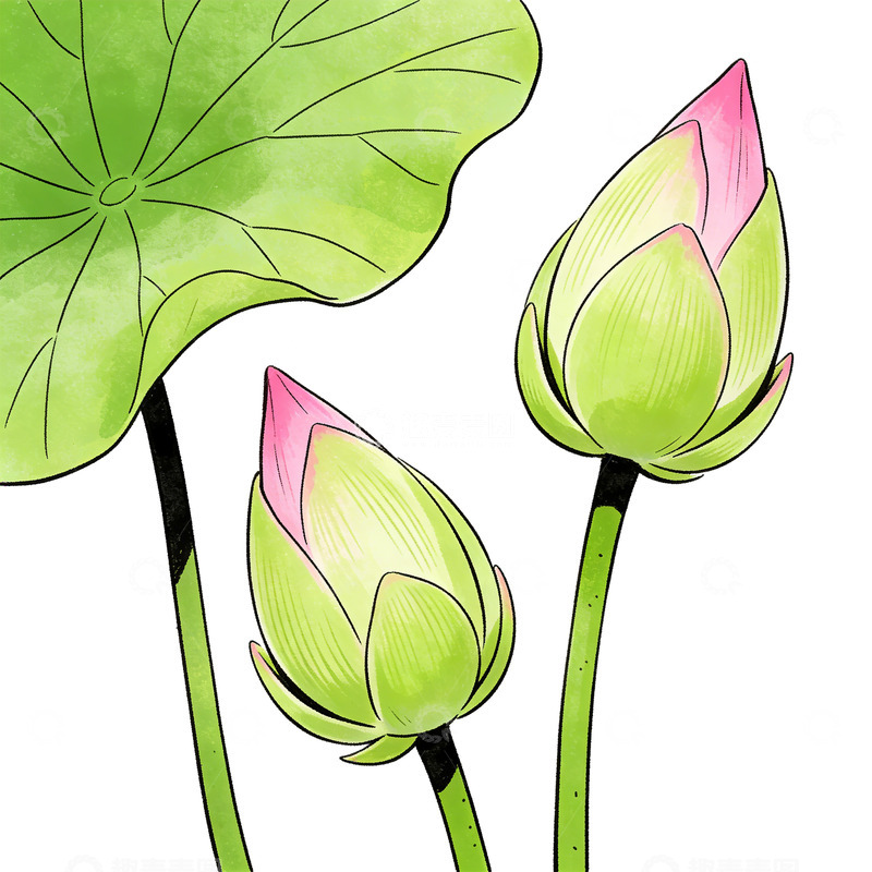 高清大图下载【趣麦麦图】水墨风荷花荷叶手绘插画