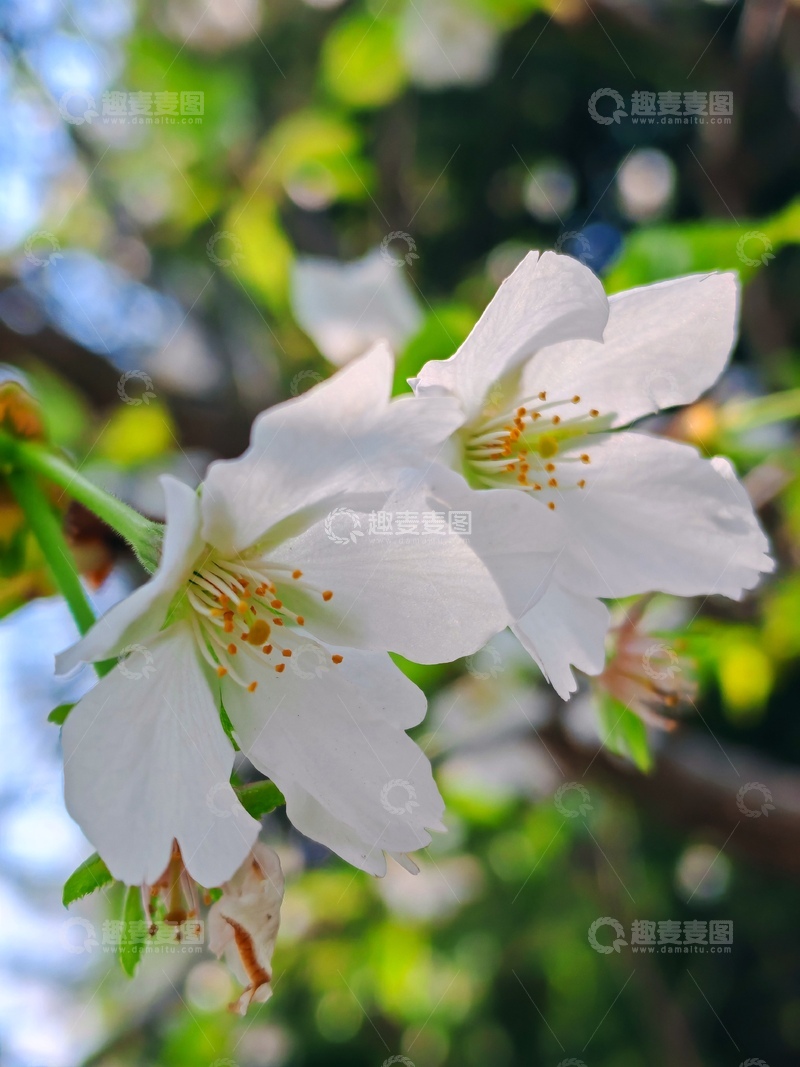 高清大图下载【趣麦麦图】春日樱花绽放美景12