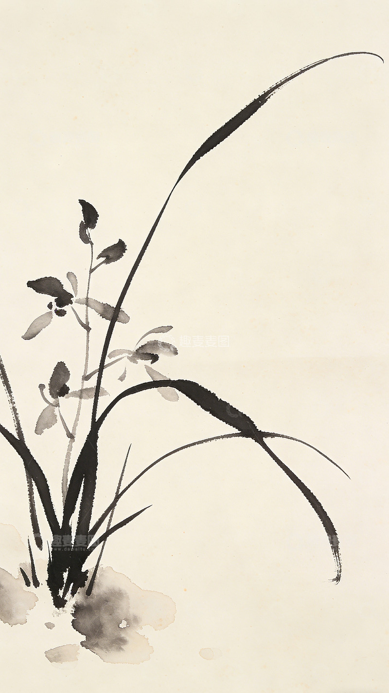 高清大图下载【趣麦麦图】水墨兰花中国画写意画稿