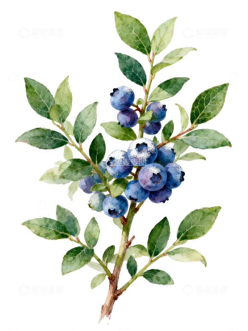 源文件下载【趣麦麦图】蓝莓灌木插画4