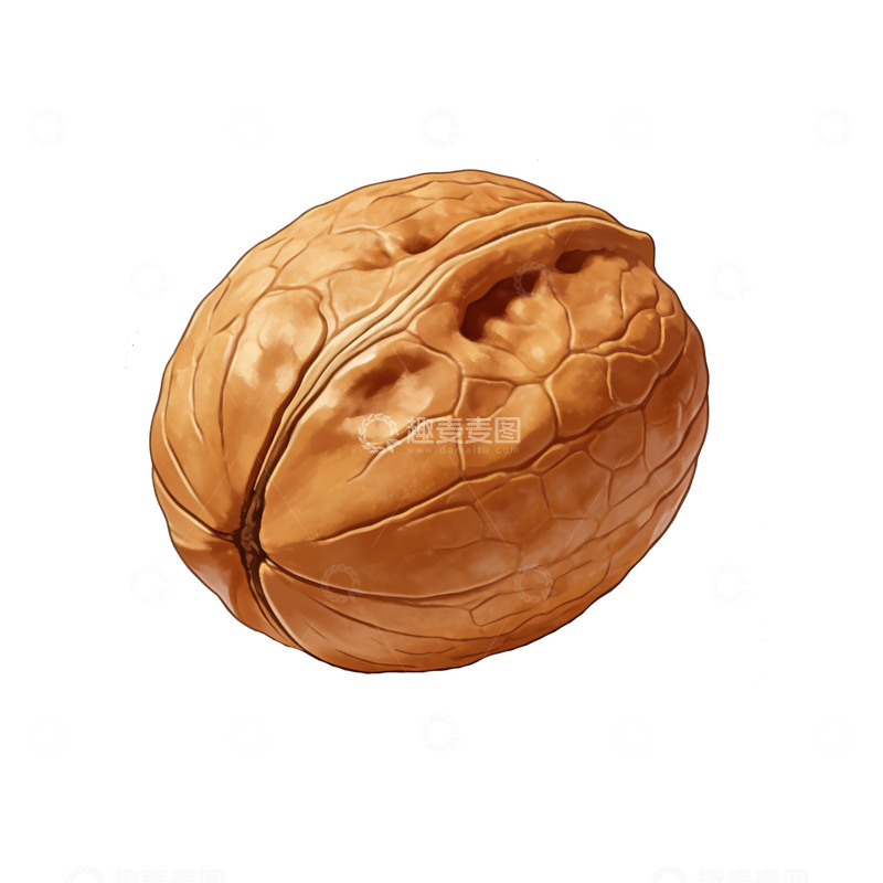 高清大图下载【趣麦麦图】写实风核桃插画素材