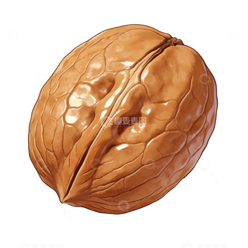 高清大图下载【趣麦麦图】写实核桃插画