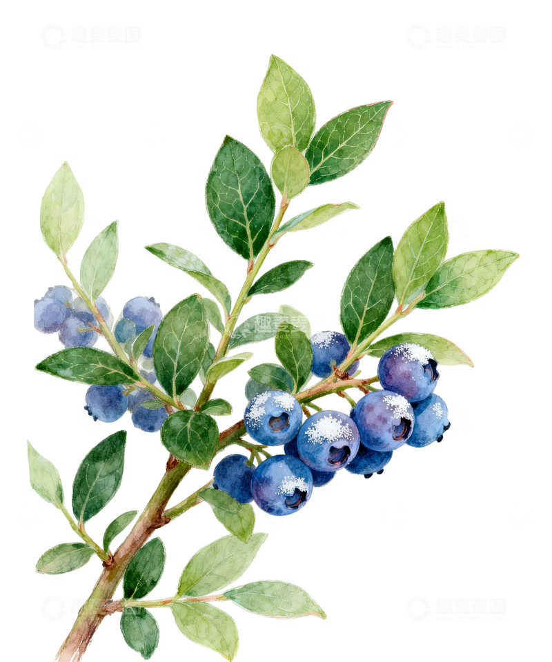 源文件下载【趣麦麦图】蓝莓灌木插画3