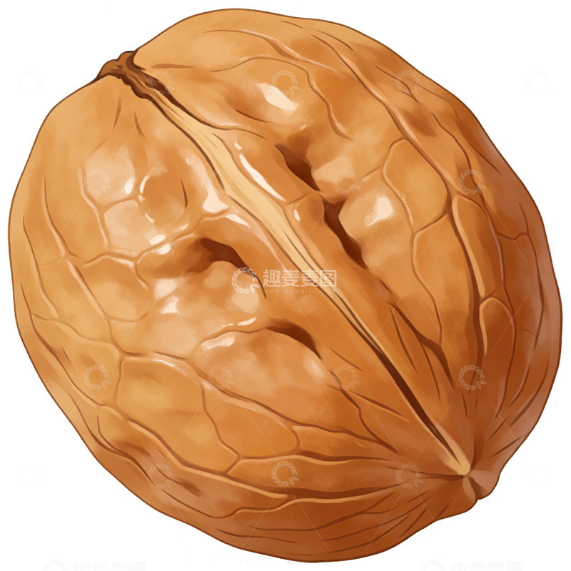 高清大图下载【趣麦麦图】逼真核桃插画设计素材