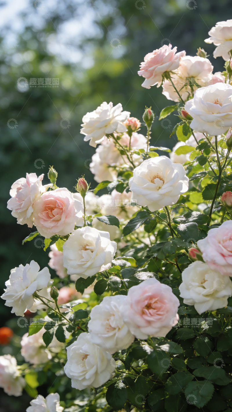 高清大图下载【趣麦麦图】阳光玫瑰园盛开美景