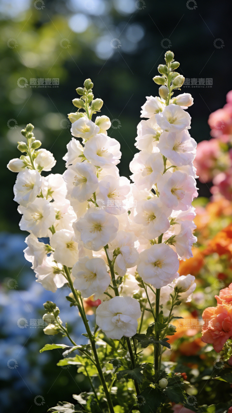 高清大图下载【趣麦麦图】花园盛开白色花朵特写