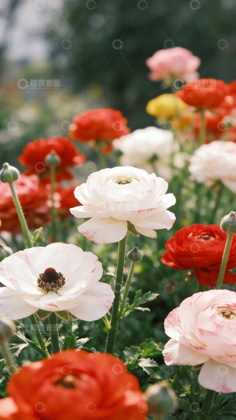 高清大图下载【趣麦麦图】缤纷花园美景摄影图片