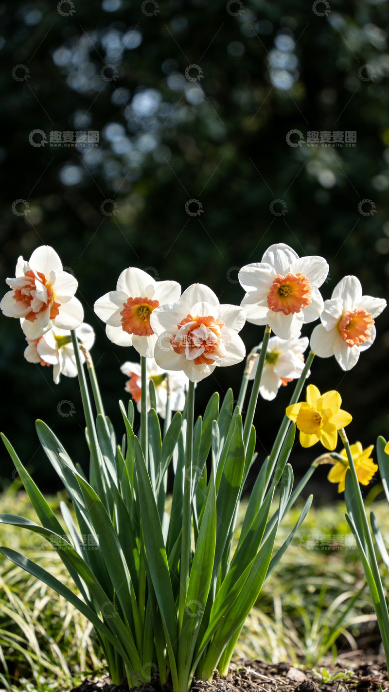 高清大图下载【趣麦麦图】春日花园水仙盛开美景