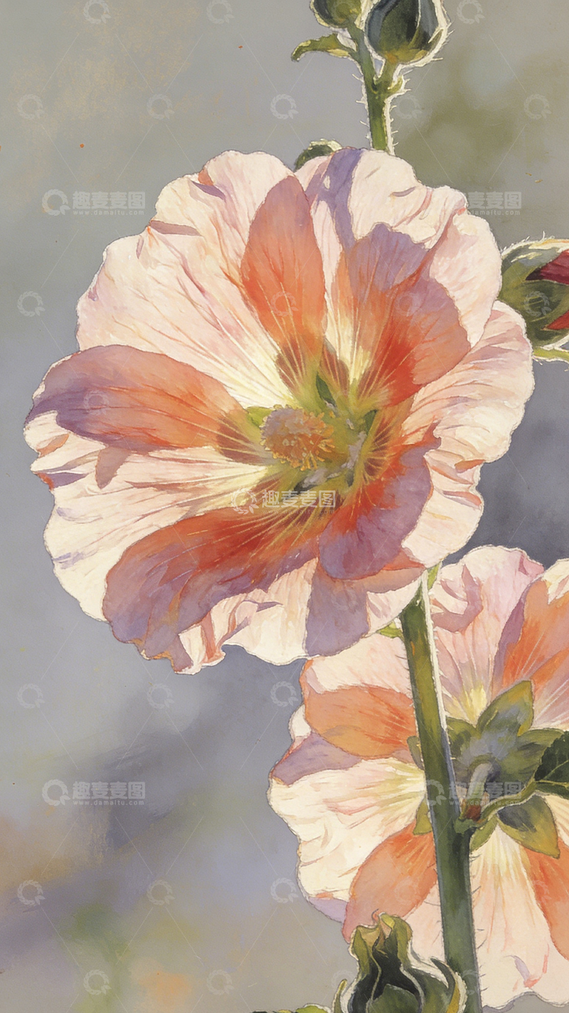 高清大图下载【趣麦麦图】水彩花卉唯美手绘