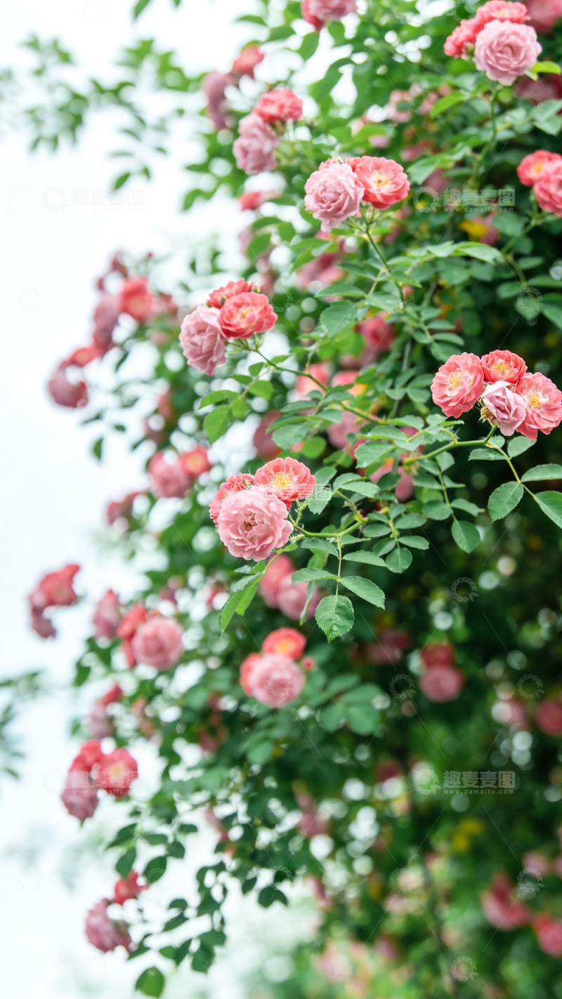高清大图下载【趣麦麦图】粉玫瑰盛开园艺美景
