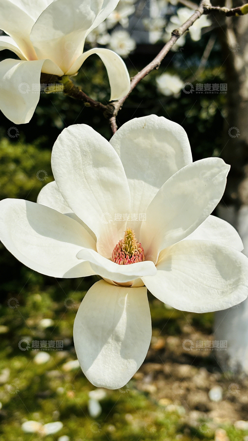高清大图下载【趣麦麦图】白玉兰花盛开自然风光