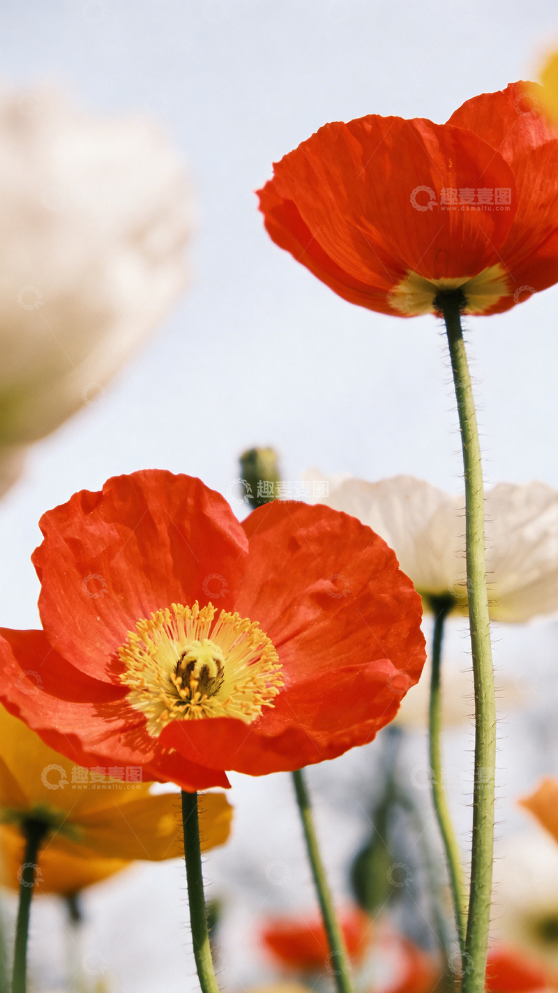 高清大图下载【趣麦麦图】阳光下的虞美人花海