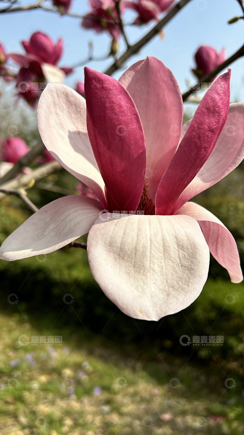 高清大图下载【趣麦麦图】春日玉兰盛开美景摄影