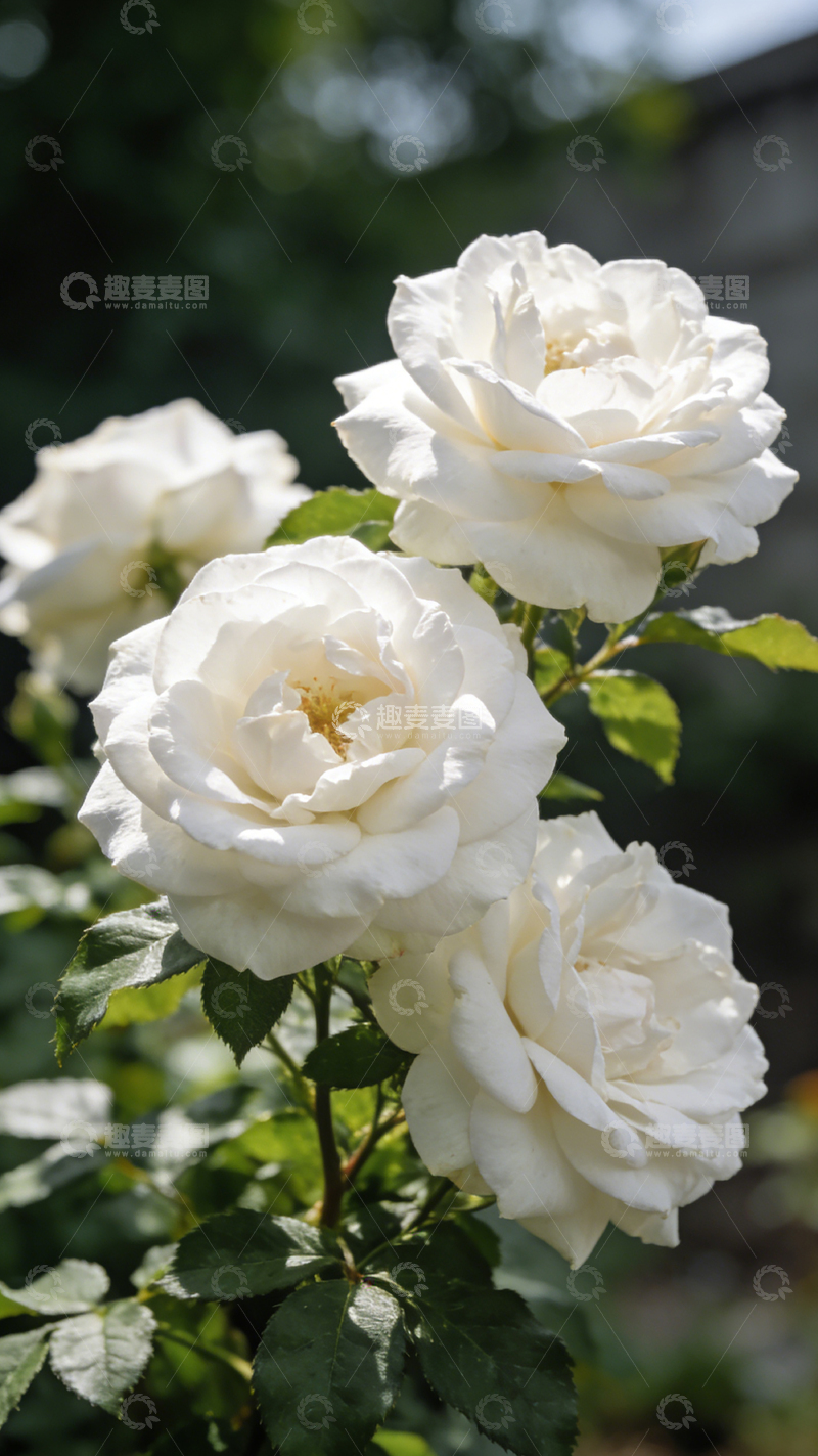 高清大图下载【趣麦麦图】白玫瑰绽放花园美景摄影图