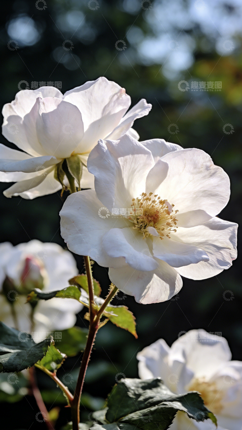 高清大图下载【趣麦麦图】白玫瑰花特写自然风景摄影