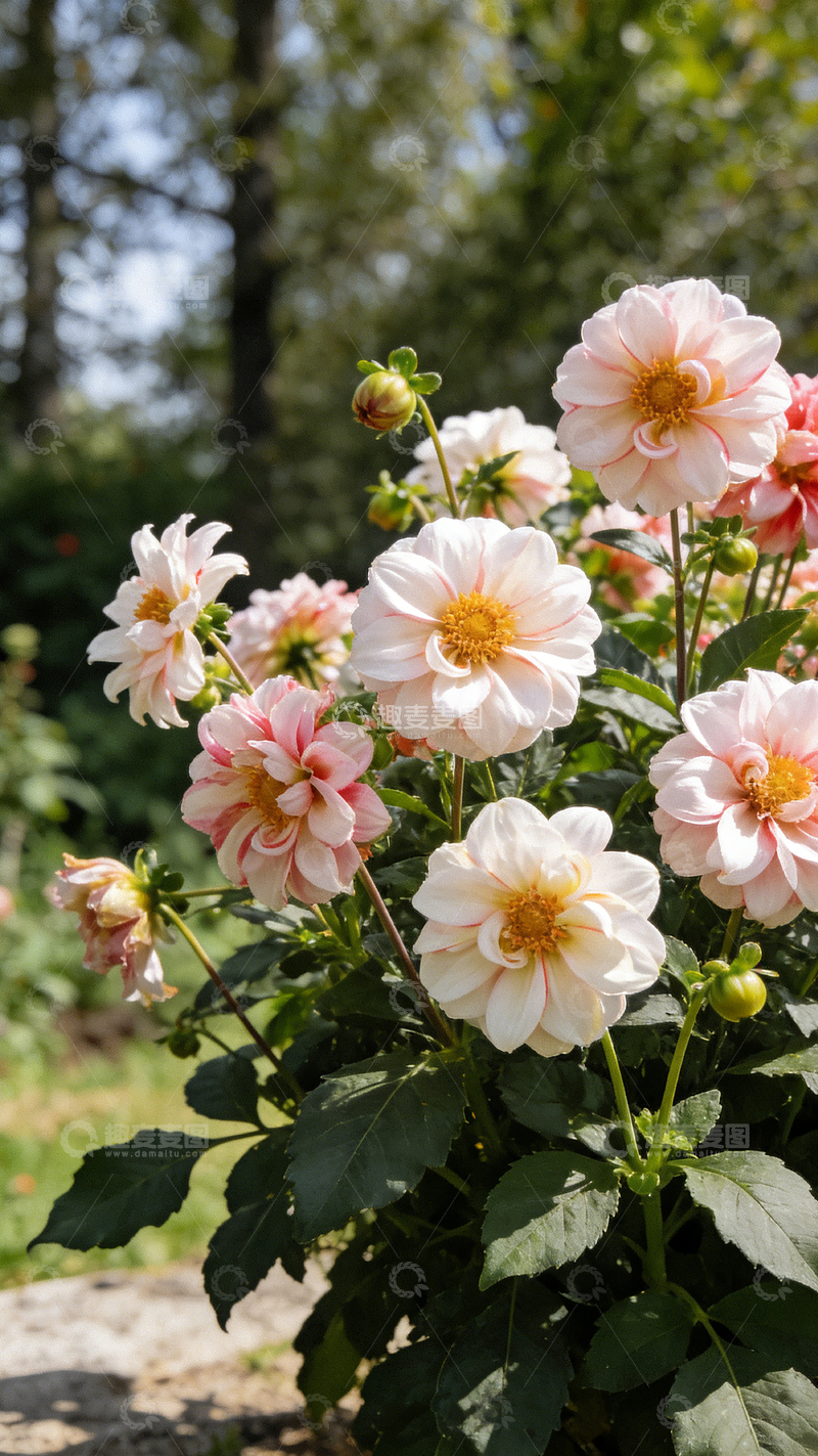 高清大图下载【趣麦麦图】花园粉色大丽花盛开美景