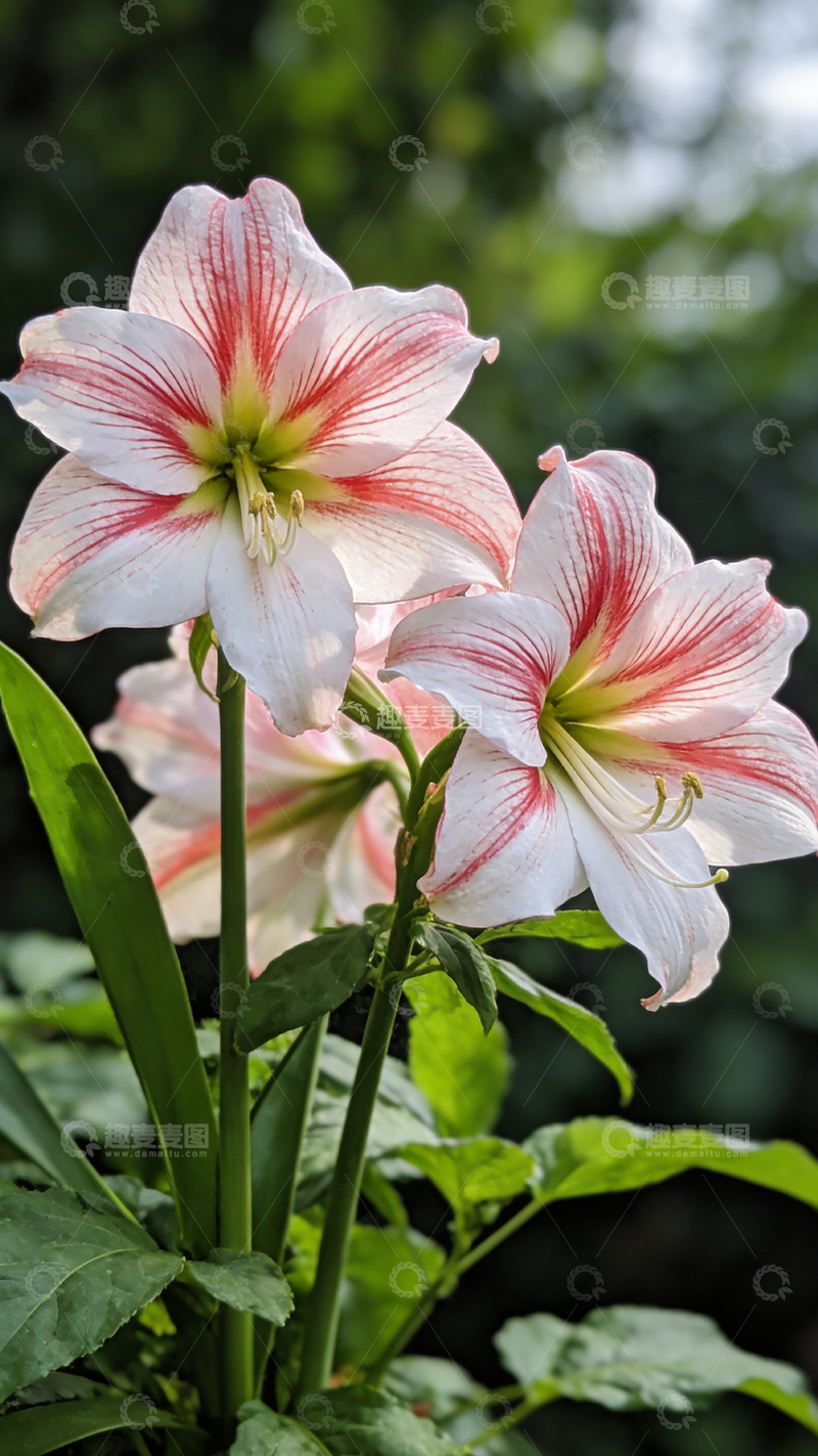 高清大图下载【趣麦麦图】朱顶红花盛开美景