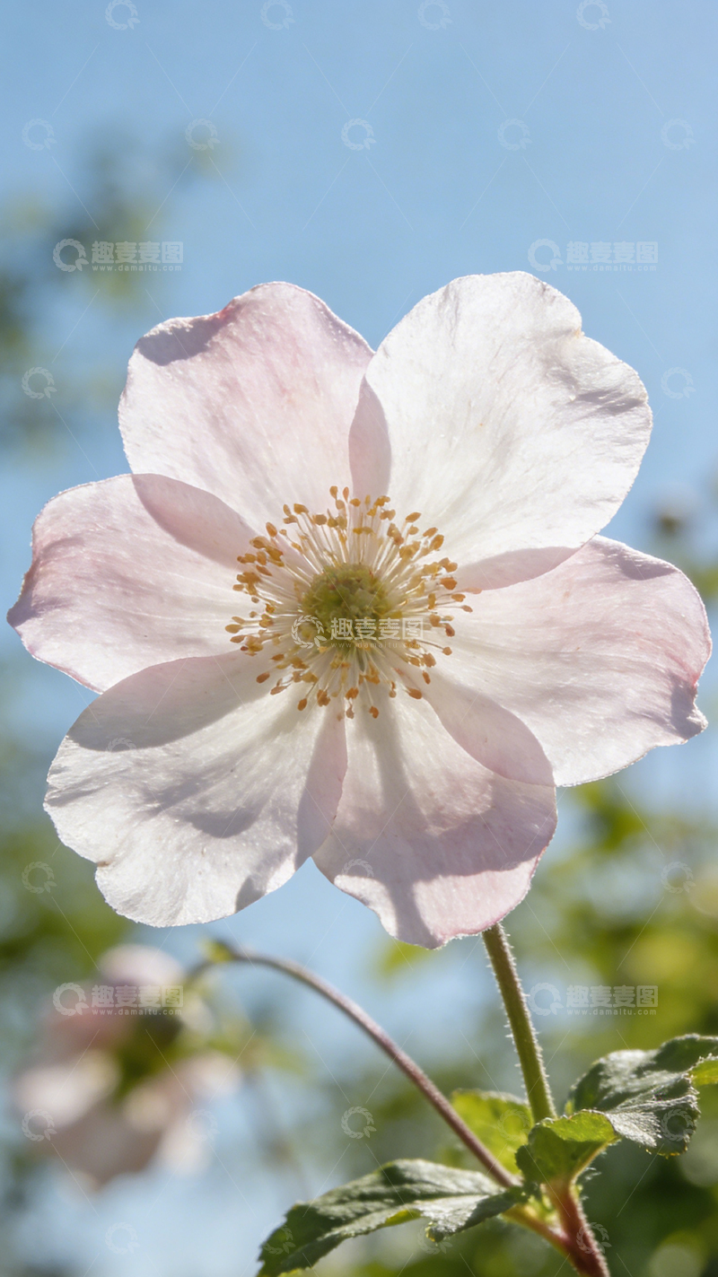 高清大图下载【趣麦麦图】清新花朵特写摄影图片