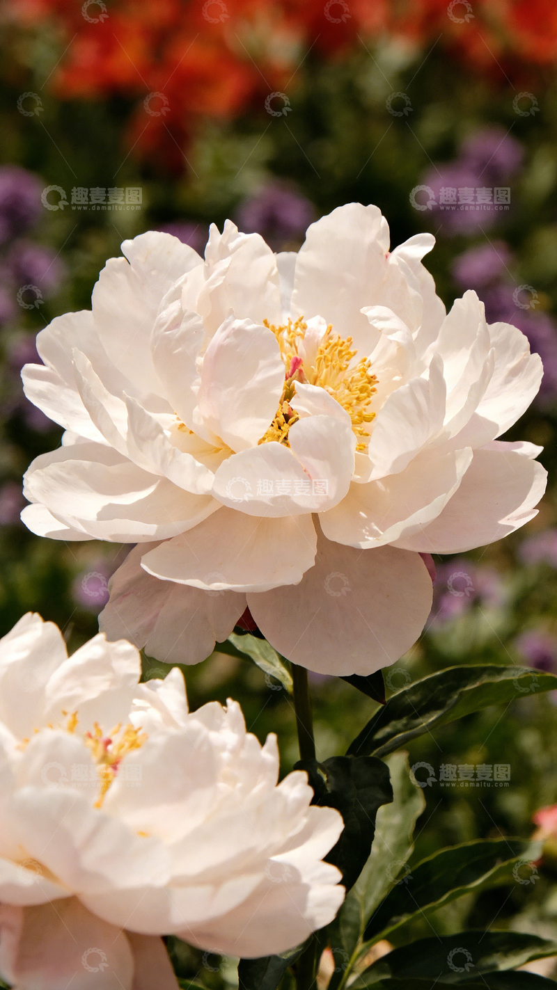 高清大图下载【趣麦麦图】白牡丹盛开花园中