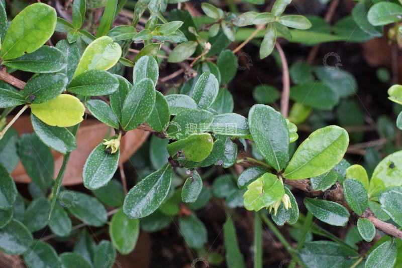 高清大图下载【趣麦麦图】绿意盎然灌木特写