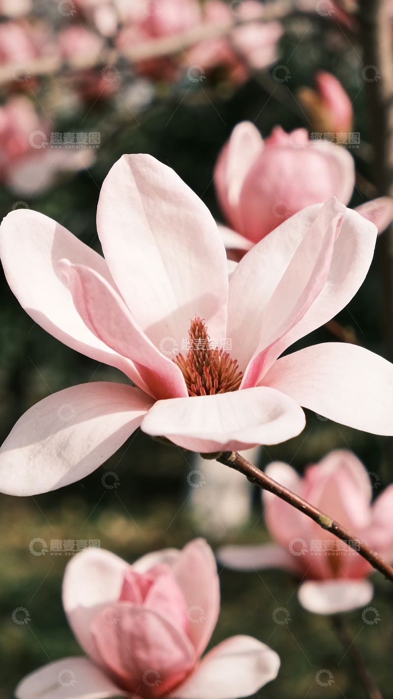 高清大图下载【趣麦麦图】玉兰花开春光烂漫