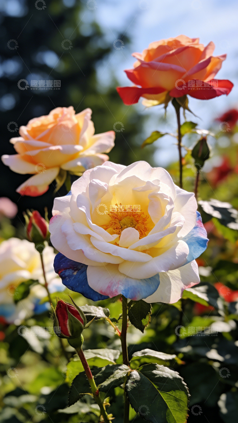 高清大图下载【趣麦麦图】花园玫瑰盛开美景摄影