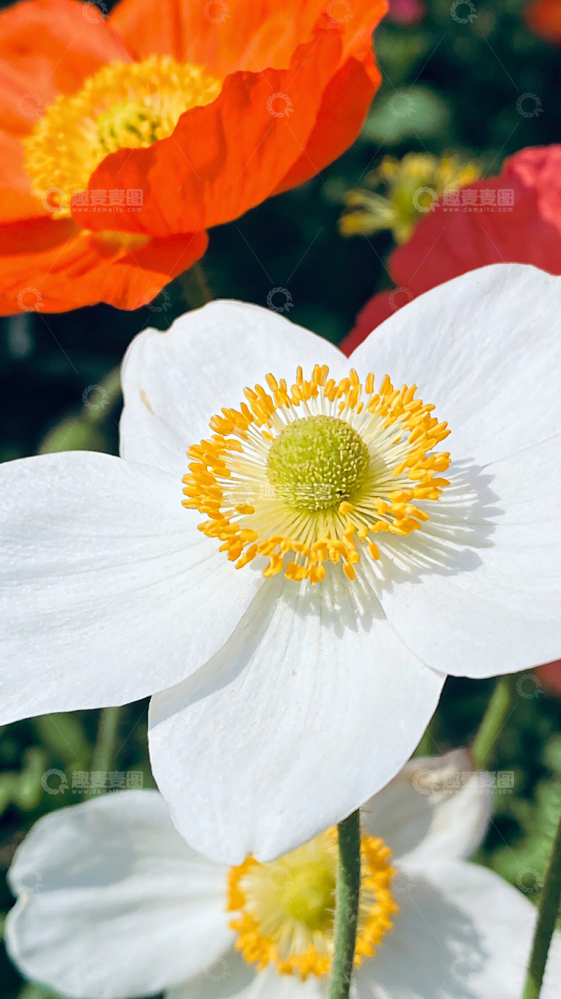 高清大图下载【趣麦麦图】花卉特写自然摄影
