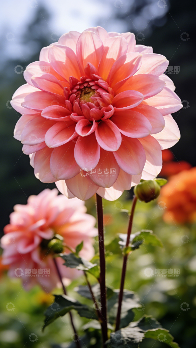 高清大图下载【趣麦麦图】花园粉红花盛开特写摄影