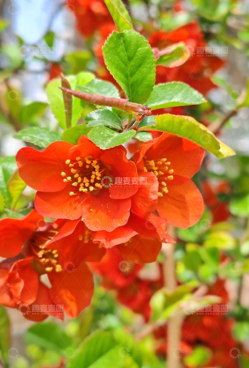 高清大图下载【趣麦麦图】鲜艳红花绽放植物特写