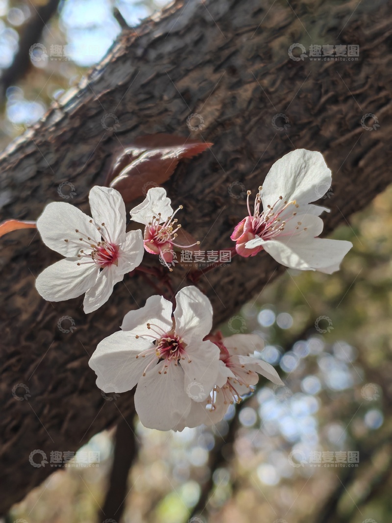 高清大图下载【趣麦麦图】樱花盛开树干背景