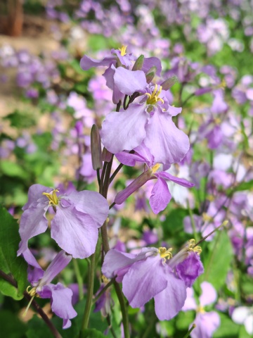 紫罗兰花园景摄影图片
