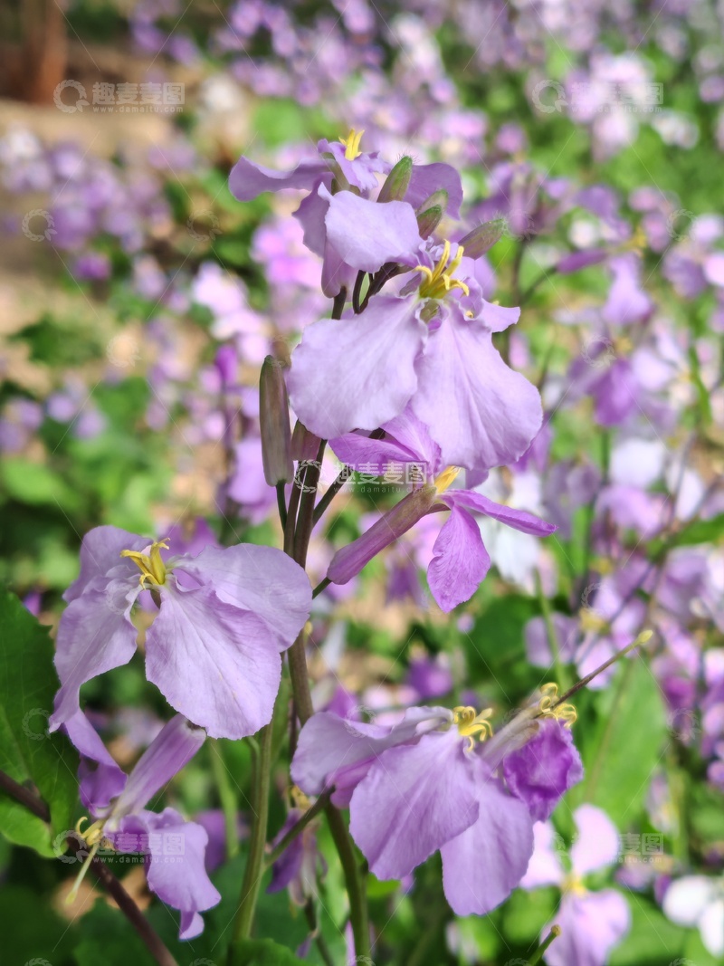 高清大图下载【趣麦麦图】紫罗兰花园景摄影图片