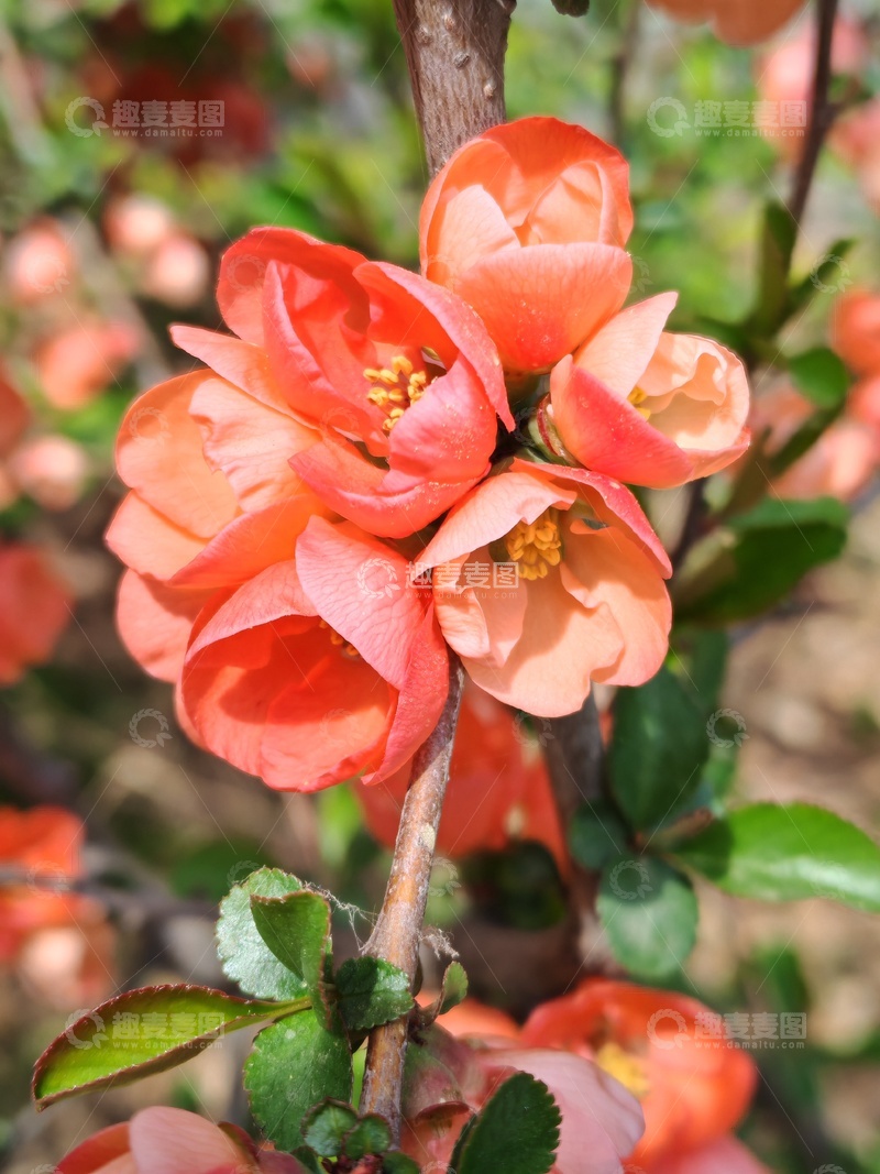 高清大图下载【趣麦麦图】海棠花开春光艳