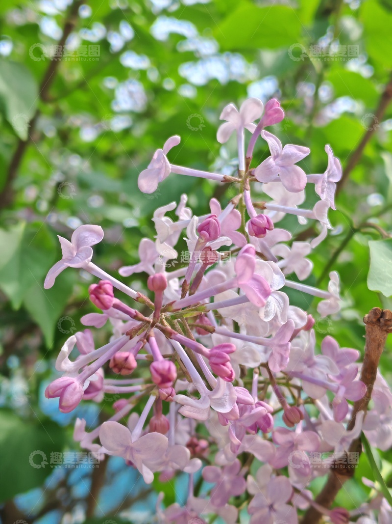 高清大图下载【趣麦麦图】春丁香花绽放自然美景
