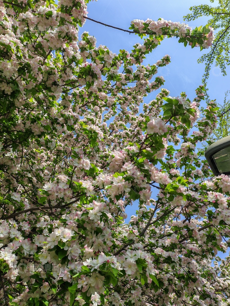 高清大图下载【趣麦麦图】盛开花树蓝天背景